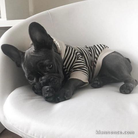 Magnifique chiot bouledogue français 