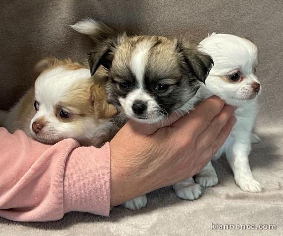 Adorable chiot chihuahua disponible 