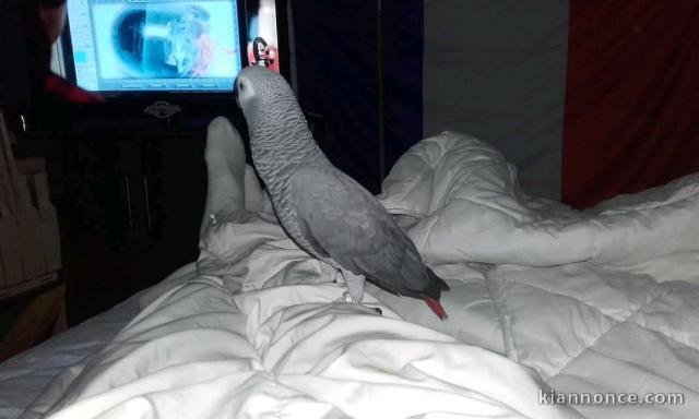 Couple perroquet gris du Gabon 