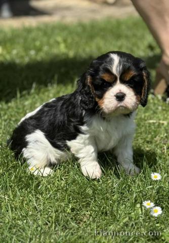 Je donne chiot cavalier king charle 