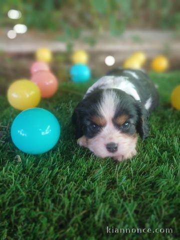 Adopter chiot cavalier king charle 