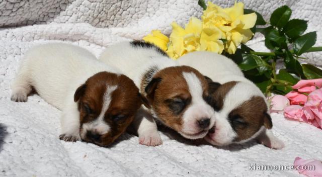 Adorable chiot jack Russel terrier femelle et mâle 