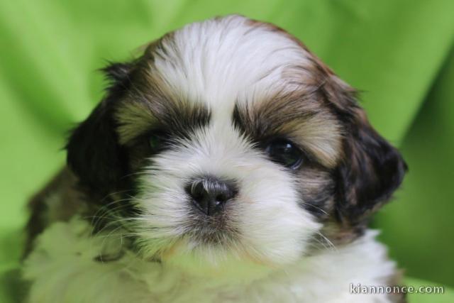 Dons chiot Shih Tzu disponible 