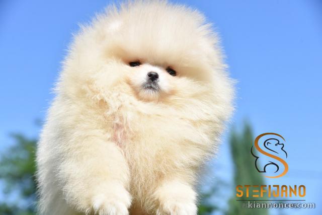 Pomeranian BOO chiots
