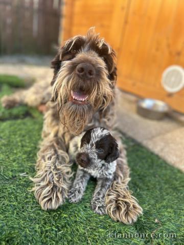 chiots griffon Korthals lof a donner 