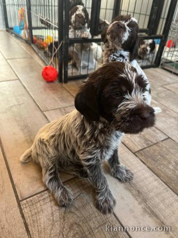 chiots griffon Korthals lof a donner 