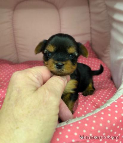 dons chiot York toy mâle 