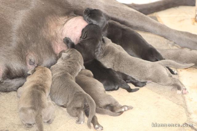 chiot cane corso à donner 