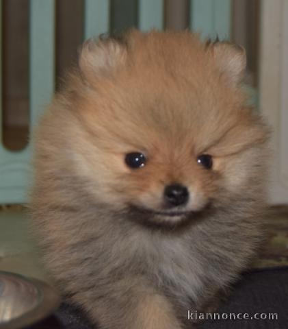 Adorable chiot spitz allemand 