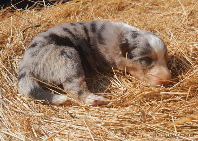 Don chiot berger australien disponible 