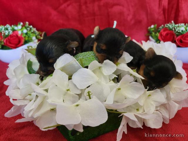 Adopter chiot Yorkshire terrier 