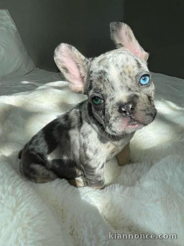 chiot bouledogue français mâle adorable 