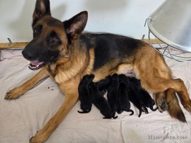 Chiot type berger allemand disponible 