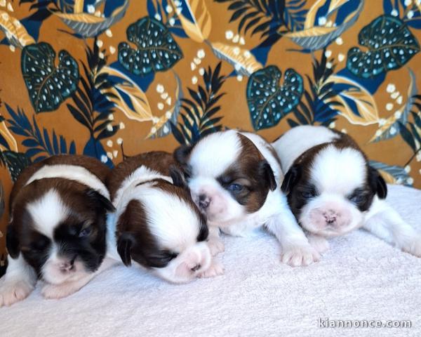 Adopter chiot Shih Tzu lof 