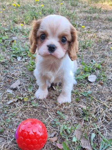Chiot cavalier king charle femelle 