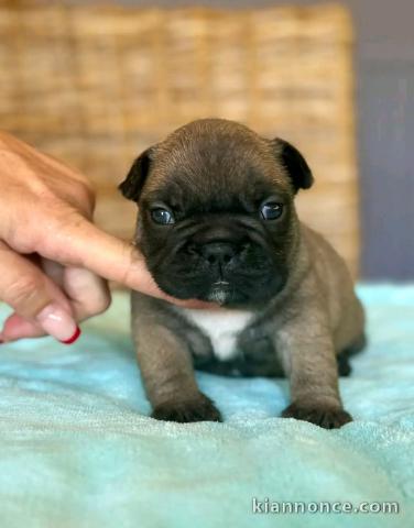 Adorable chiot bouledogue français disponible 