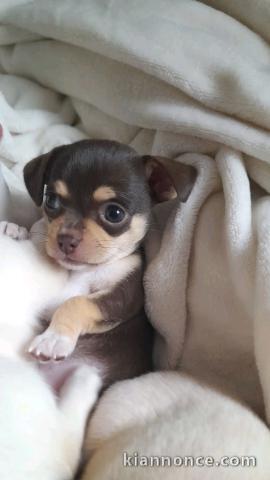 Bébé chiot chihuahua femelle a donner 