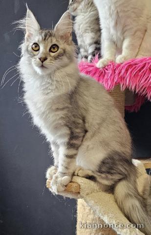 Chaton maine coon mâle a donner 