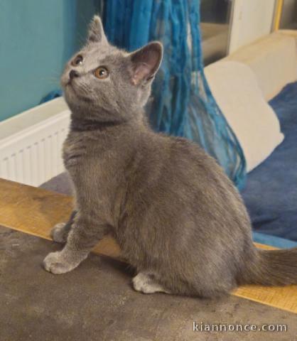 Je donne chartreux femelle 