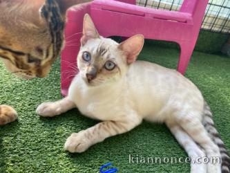 chaton Bengal mâle a donner