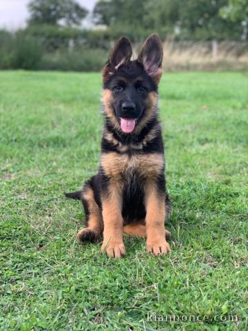 Chiot berger allemand lof mâle 