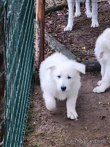 Chiot berger blanc suisse a donner 