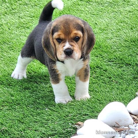 Je donne des chiots beagle disponible 