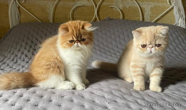 Bébé chaton persan disponible 