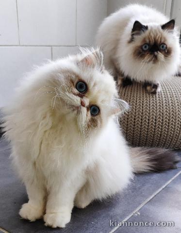 Bébé chaton persan a adopter 