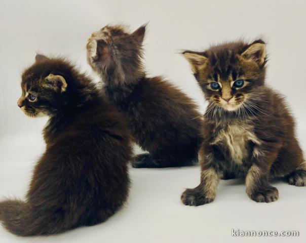 Bébé chaton maine coon disponible 