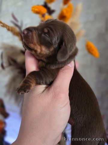 chiot Teckel disponible de suite 