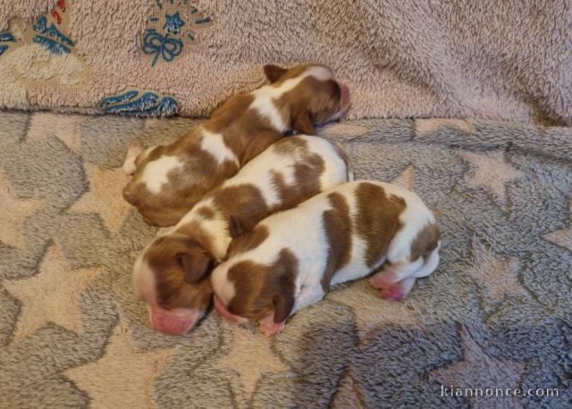 Chiot cavalier king charle disponible de suite 