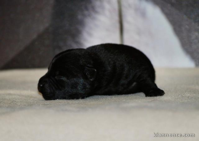 chiot labrador retriever disponible 