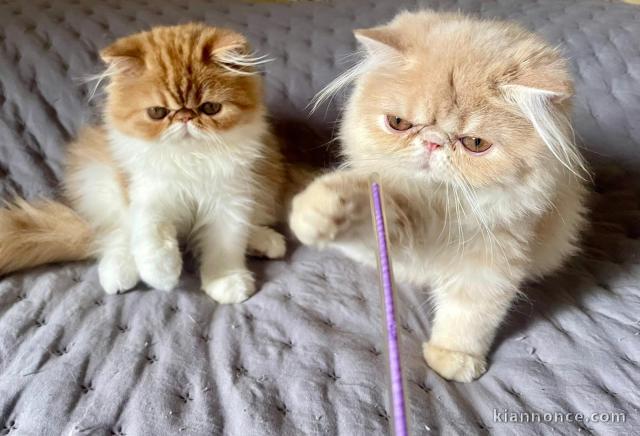 chaton persan a adopter 