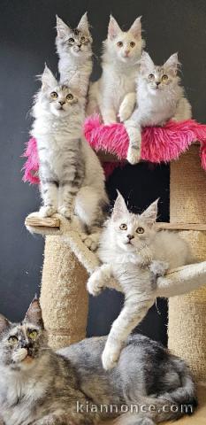 bébé chaton maine coon adopter 