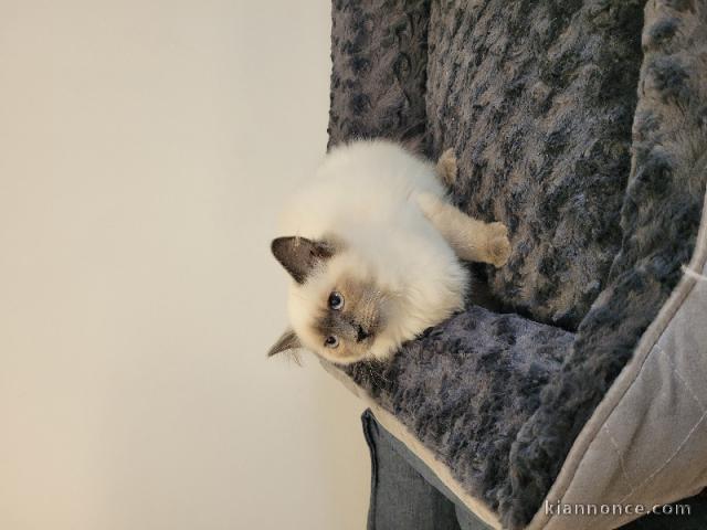 Bébé chaton sacré Birmanie pour adoption 
