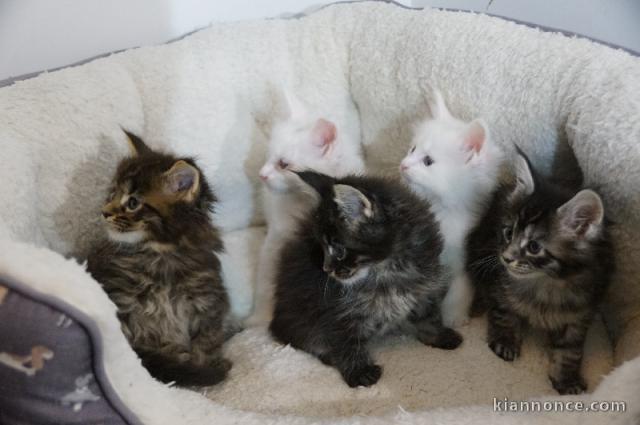 Adoption chaton maine coon disponible 