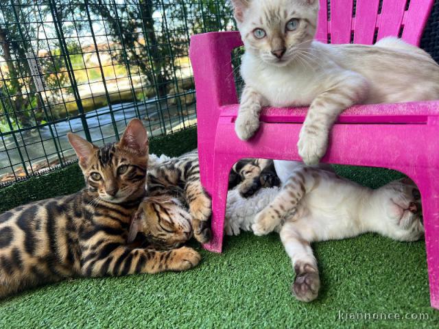 Bébé chaton Bengal disponible 