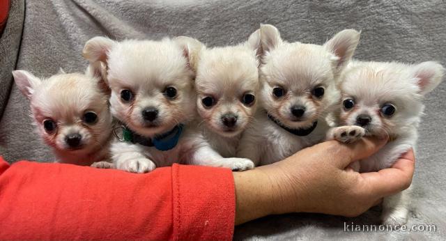 Dons chiot chihuahua femelle et mâle 