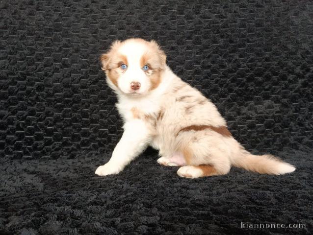 Chiot berger australien mâle 