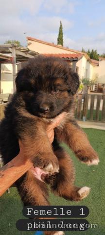 Je donne chiot berger australien 