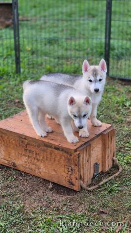 Adorable chiot husky sibérien à donner 