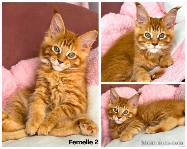 Chaton maine coon disponible 