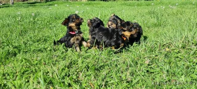 Chiot Yorkshire femelle a donner 