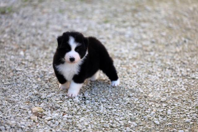 Chiot border collier a donner 
