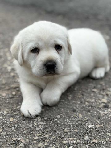 Chiot golden retriever mâle a donner 