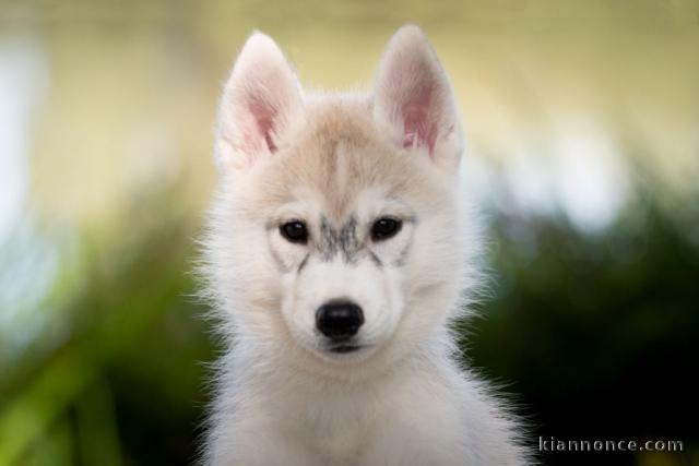 Husky sibérien à donner 