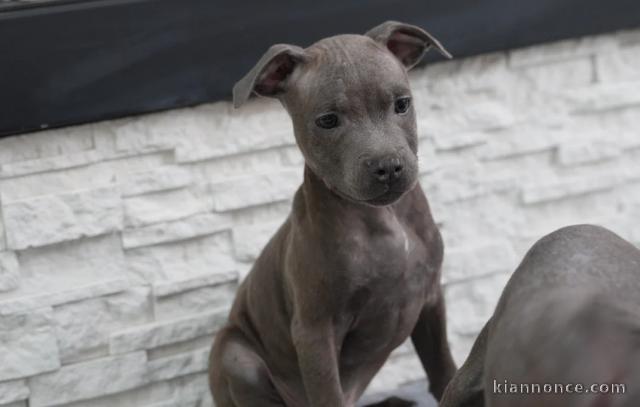 Chiots Staffordshire Bull Terrier bleu pour un bon foyer