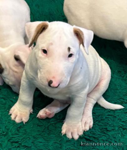 Chiots bull terrier anglais pour un bon foyer