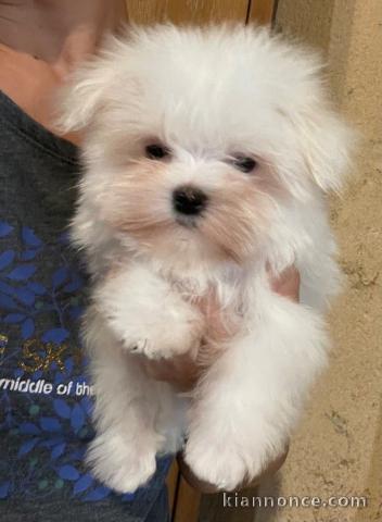 Chiot bichon maltais à donner 
